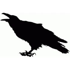 cawing crow