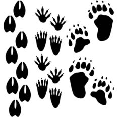 animal tracks