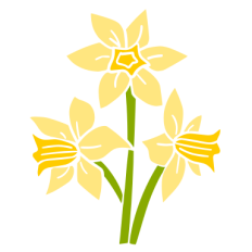 Daffodils