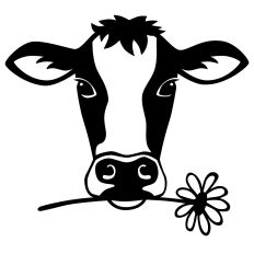 daisy cow