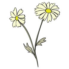 Daisy Flower