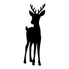 Baby Deer