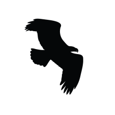 Eagle silhouette