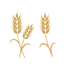 Wheat branch