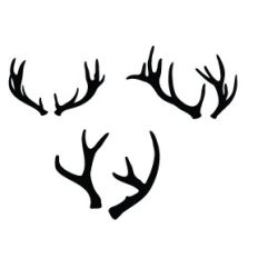 Reindeer Antler