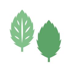 Realistic leaf