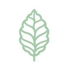 Beautiful leaf