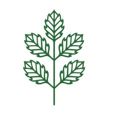 Detailed simple Branch