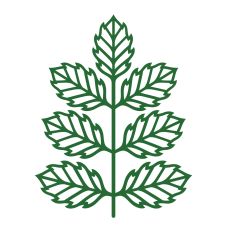 Elegant simple branch