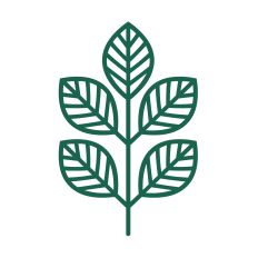 Simple branch with leaves