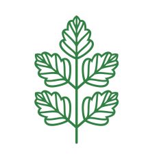 Beautiful leaves