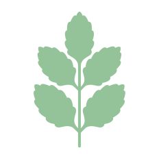 Simple silhouette leaf