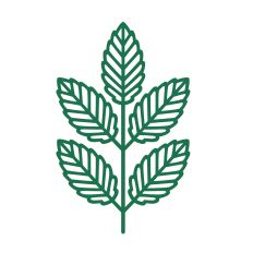 Detailed simple branch with leaves