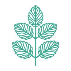 Beautiful detailed leaf