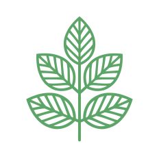 Simple leaves