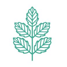 Boho leaves for flowers