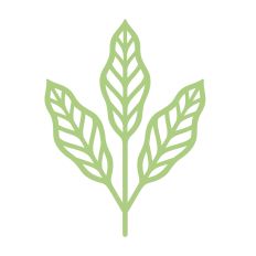 Simple leaves