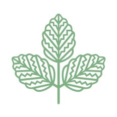 Boho leaves for flowers