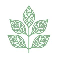 Beautiful leaf