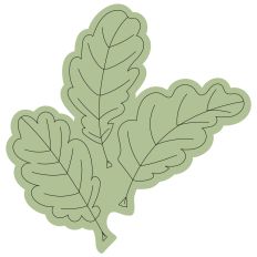 Set of Three Oak Leaves Sketch Design