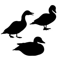 Farmyard Duck Silhouette Three Farm Birds 