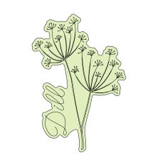 Dill Herb Sketch