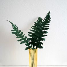 Fern