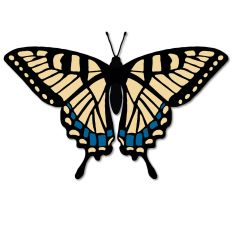 Eastern Swallowtail Butterfly