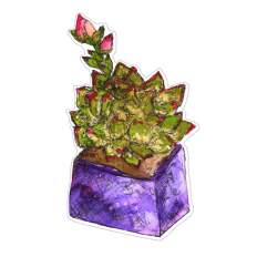 Echeveria Succulent