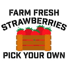 Farm Fresh Strawberries Pick Your Own