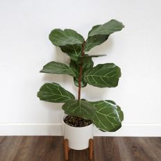 Fiddle Leaf