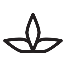 Lotus Flower
