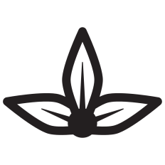 Lotus Flower