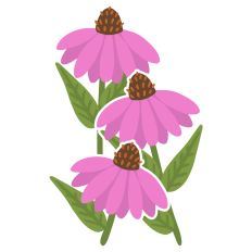 Cone Flower Design for Silhouette Studio