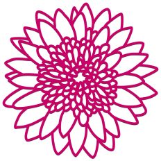 Gerbera Daisy Flower