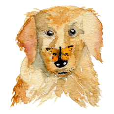 Watercolor Golden Retriever Sticker