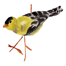 Goldfinch Sticker - Watercolor Print & Cut