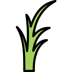Grass