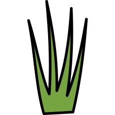 Grass