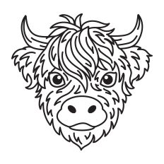 Highland Cow