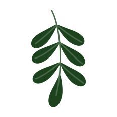 Holiday Mistletoe Design