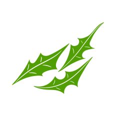Holly leaves