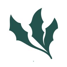 Holly leaves