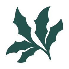 Holly leaves