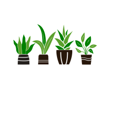Potted House Plants