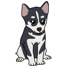 Husky Puppy