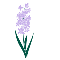 Hyacinth Flower