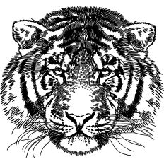 Tiger realism illustration