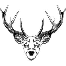 Deer realist illustration