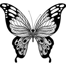 Butterfly 